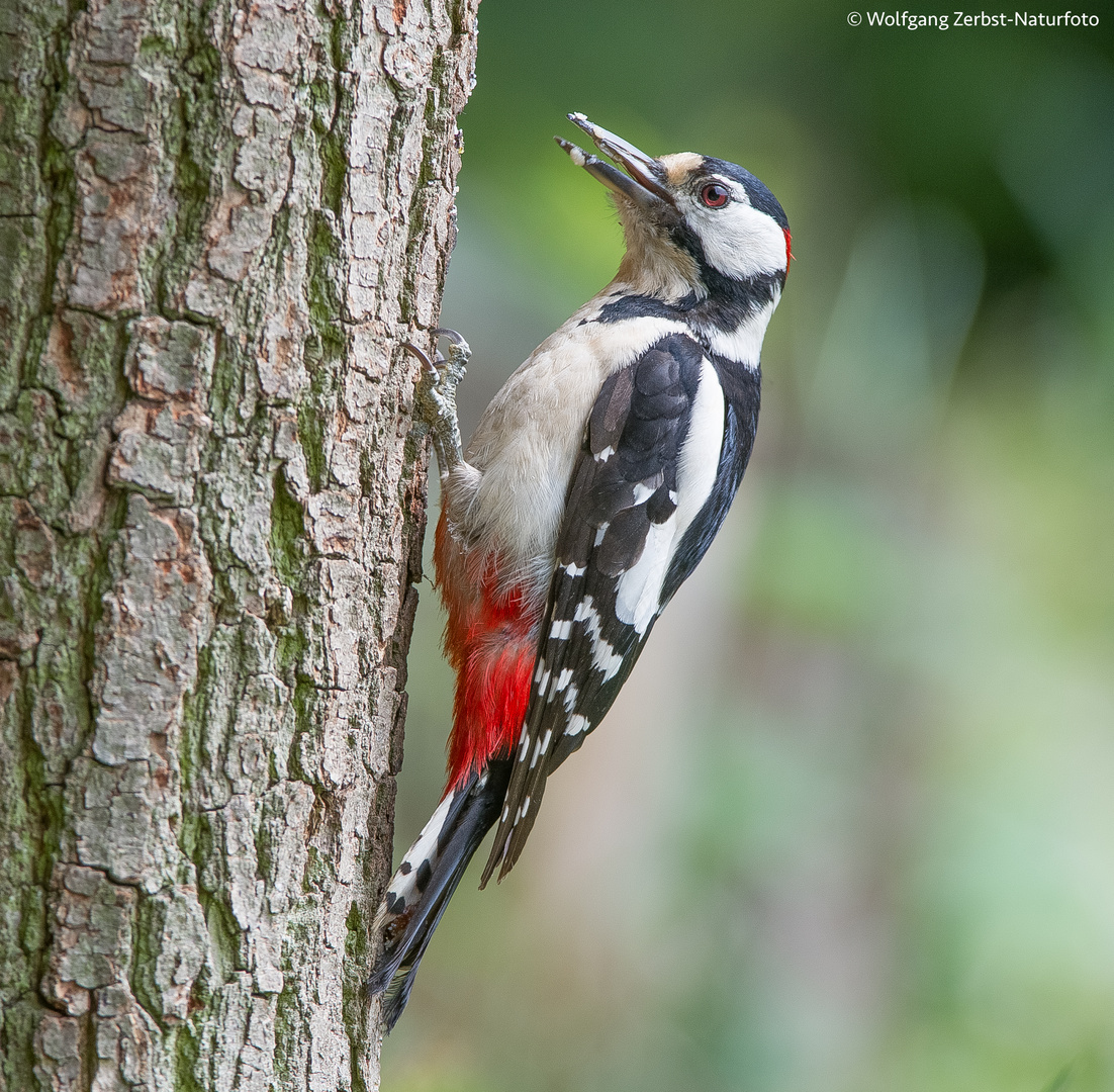 --- Buntspecht ---   ( Dendrocopos major )