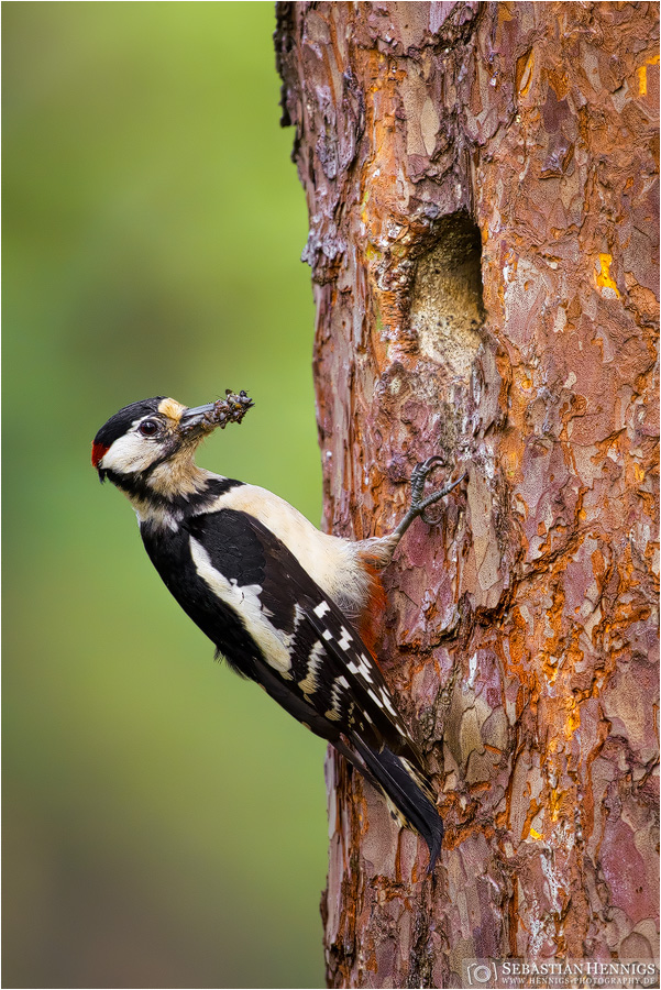 Buntspecht (Dendrocopos major)