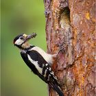 Buntspecht (Dendrocopos major)