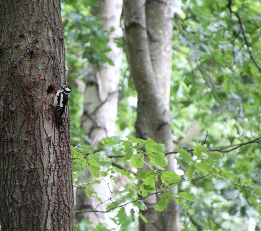 Buntspecht (Dendrocopos major) 2012