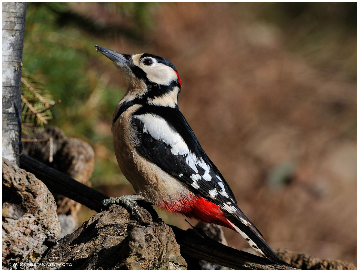 --- Buntspecht --- ( Dendrocopos major )