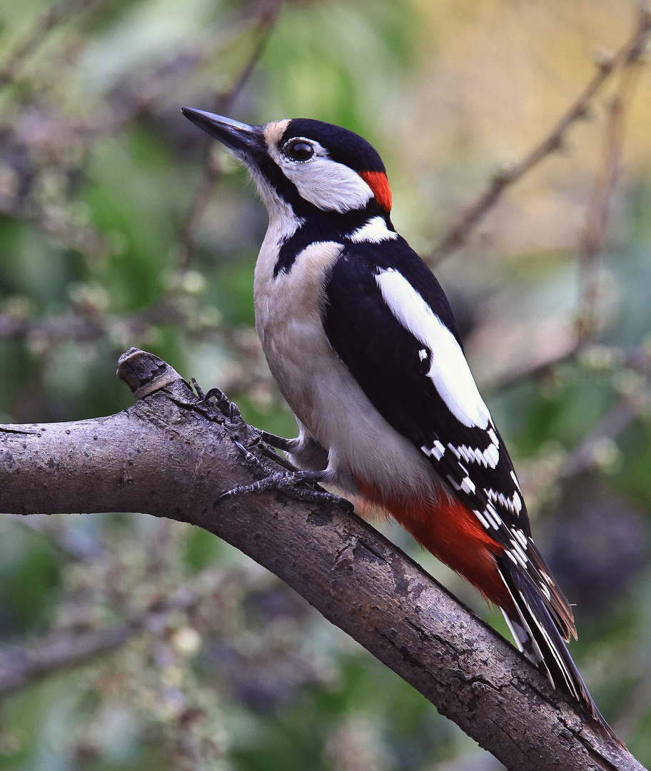 Buntspecht (Dendrocopos major)