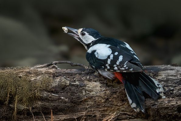  Buntspecht (Dendrocopos major)