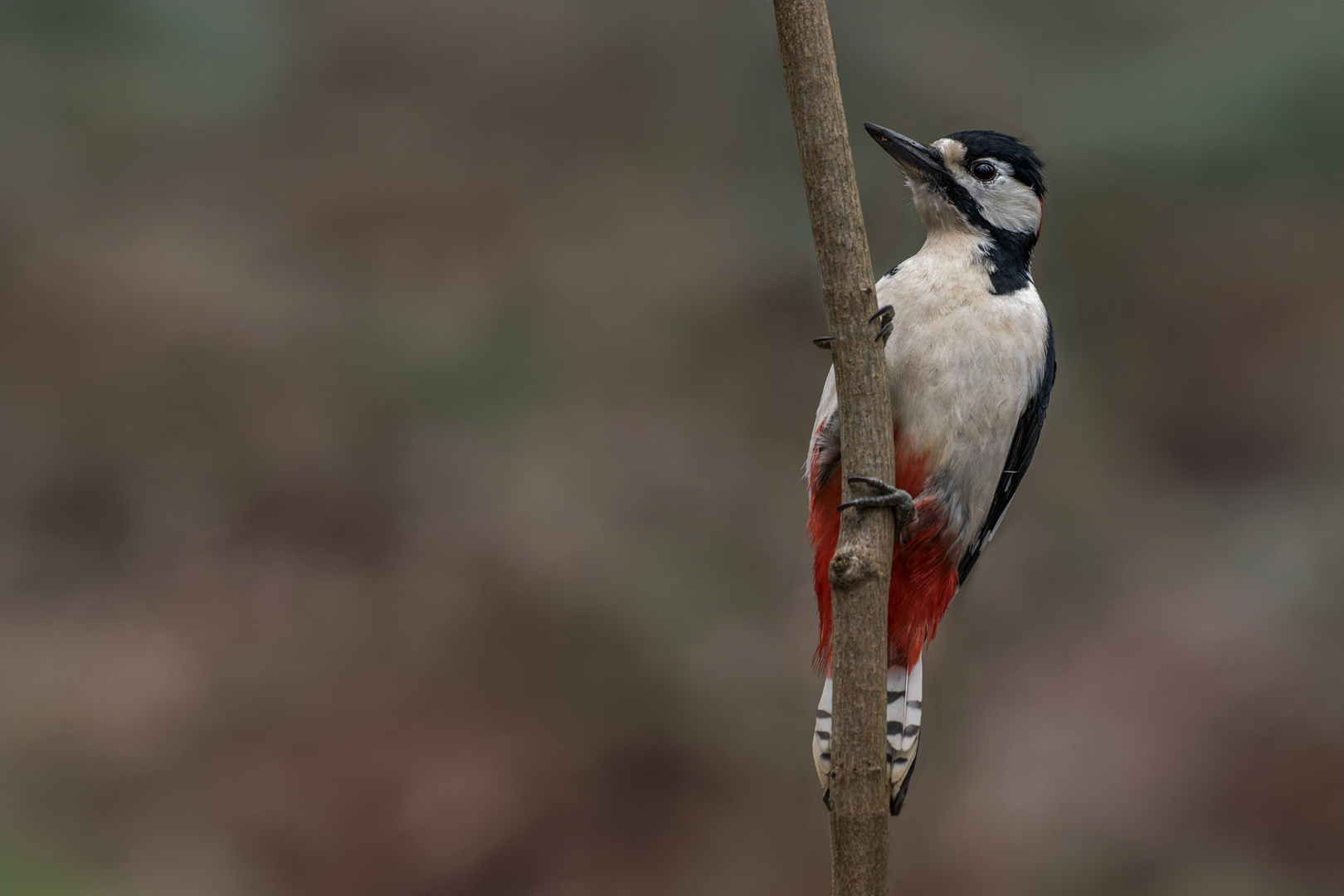  Buntspecht (Dendrocopos major)  