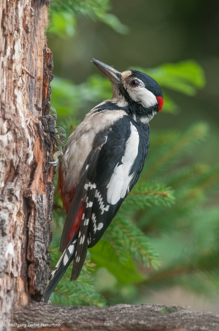 -- Buntspecht -- ( Dendrocopos major )