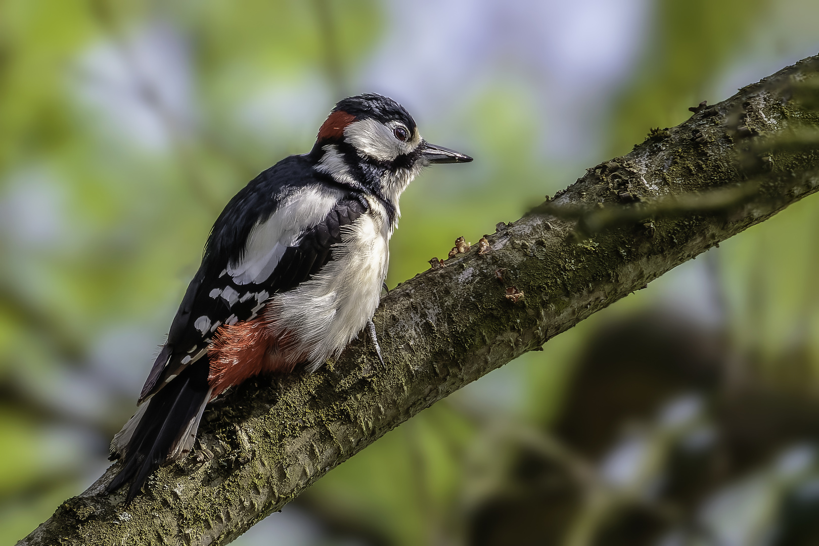 Buntspecht (Dendrocopos major)