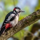 Buntspecht (Dendrocopos major)