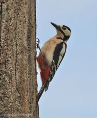 --- Buntspecht --- ( Dendrocopos major )