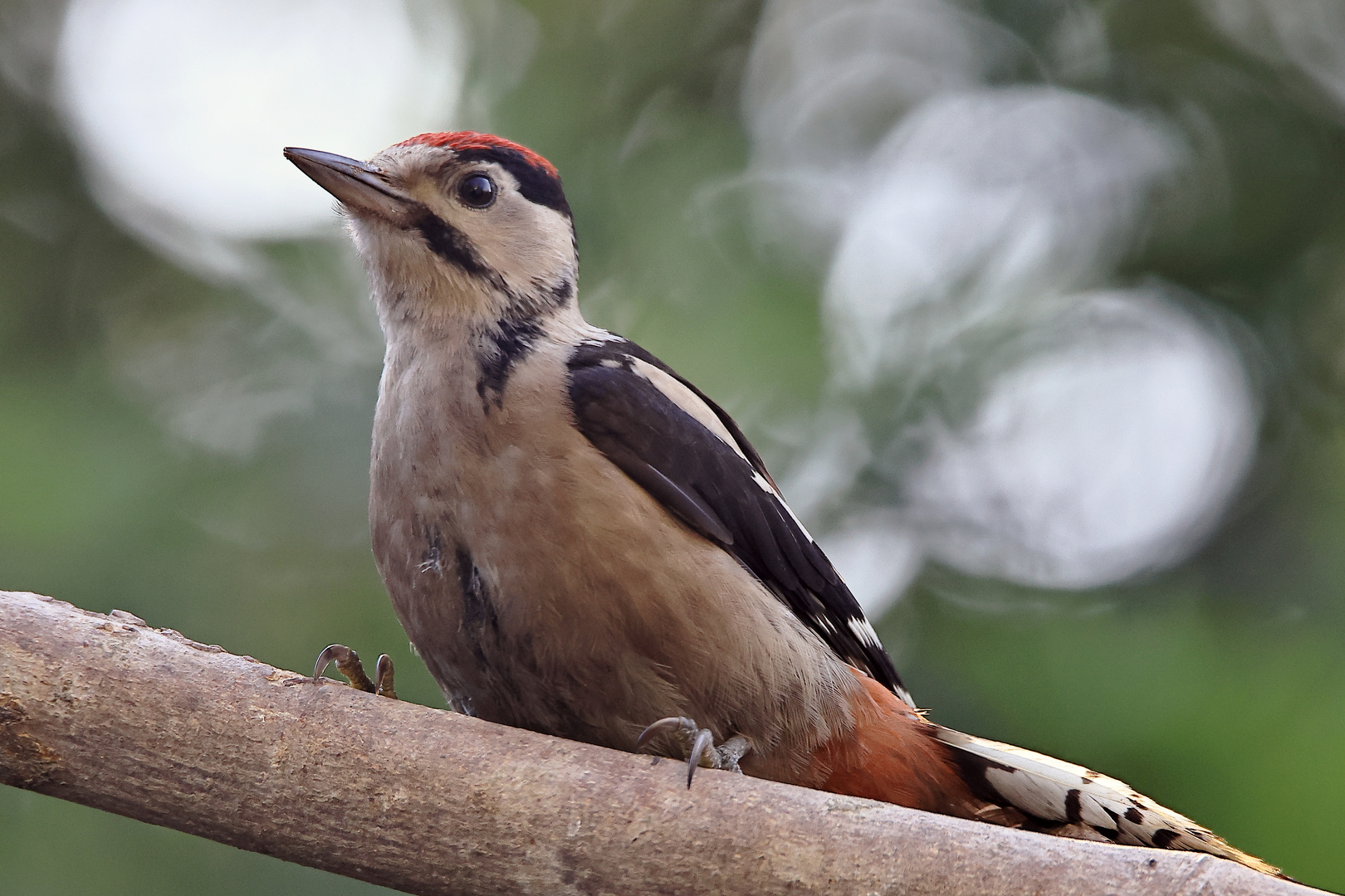 Buntspecht (Dendrocopos major)