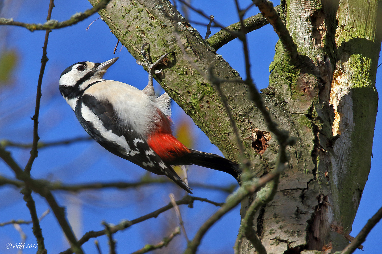 Buntspecht (Dendrocopos major)