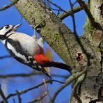 Buntspecht (Dendrocopos major)