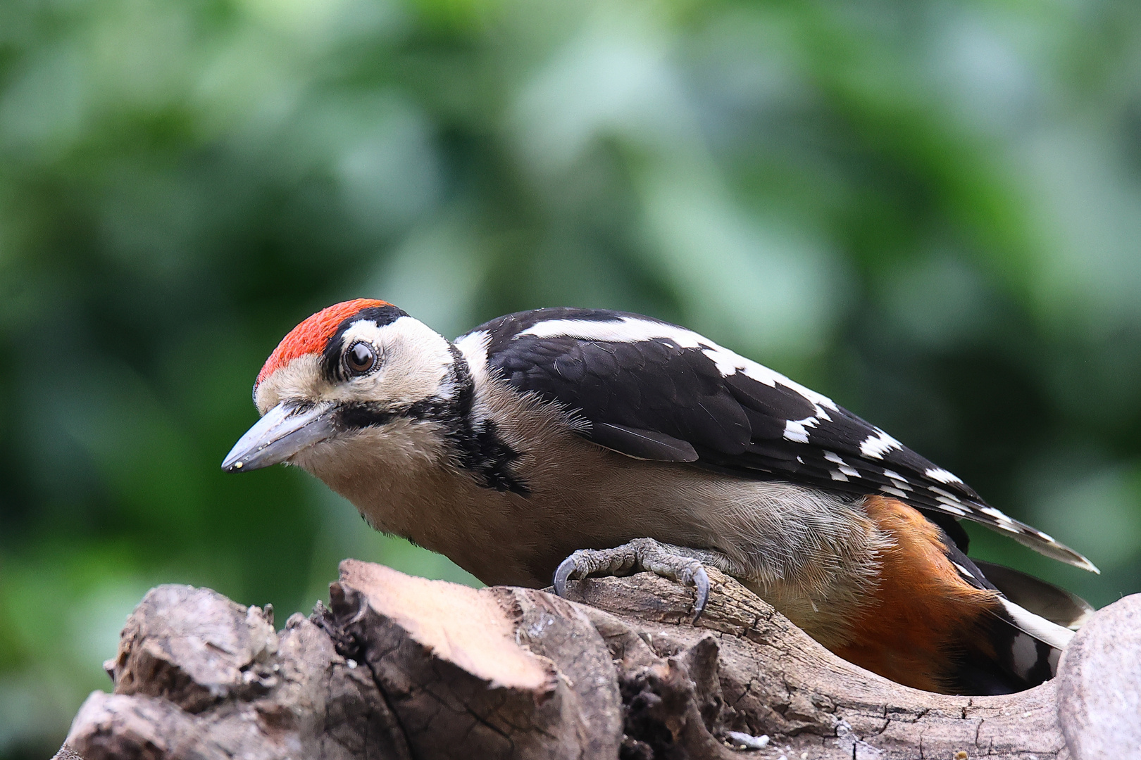 Buntspecht (Dendrocopos major)