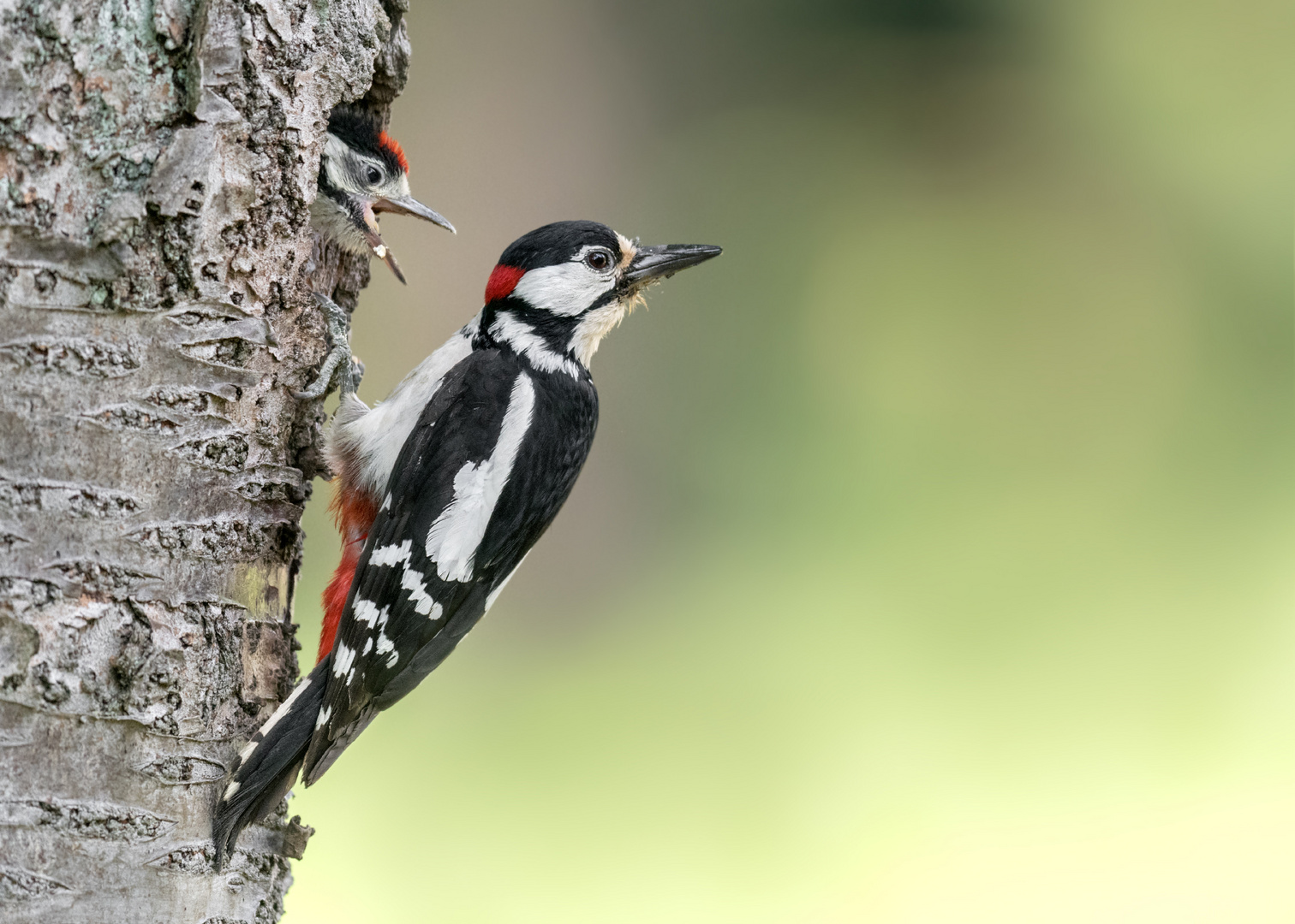 Buntspecht (Dendrocopos major)