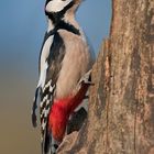 Buntspecht (Dendrocopos major)