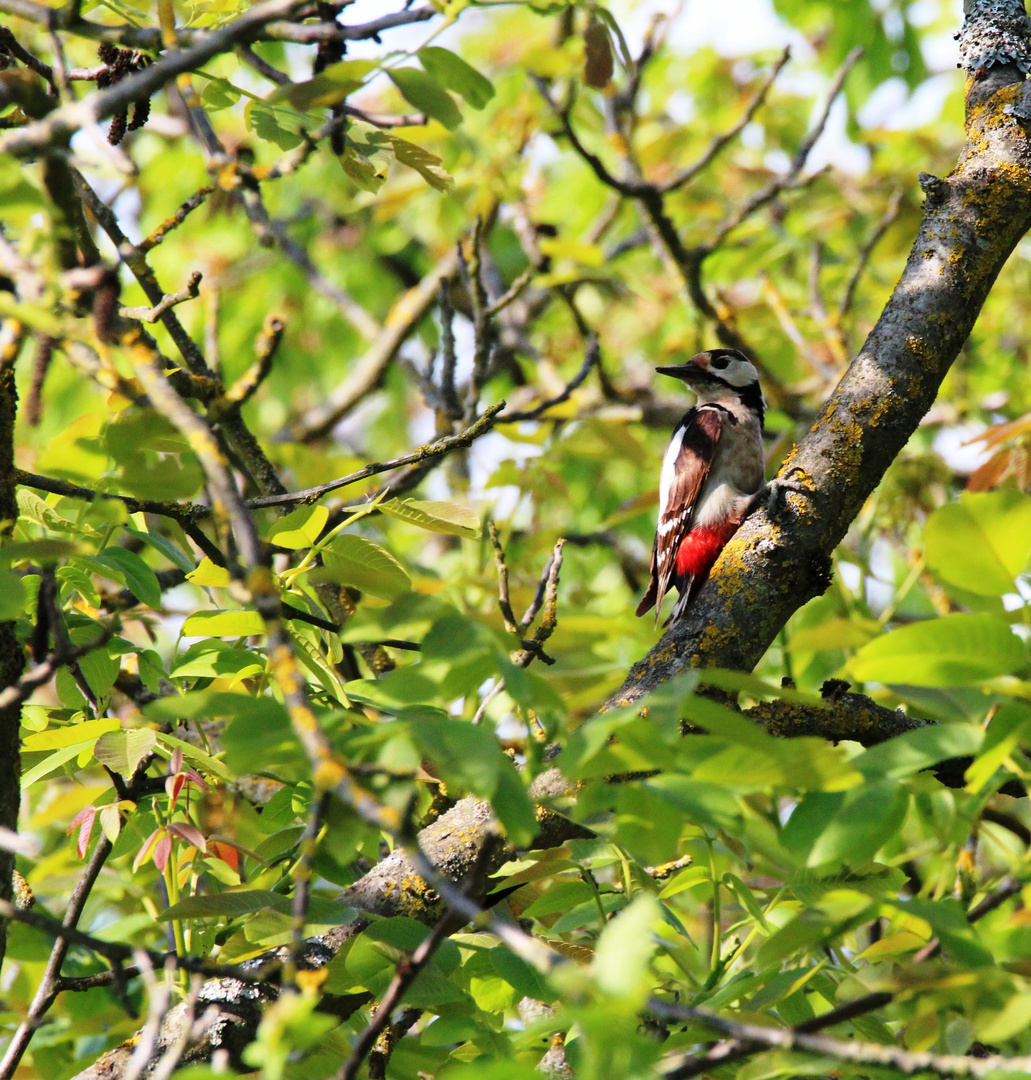 Buntspecht (Dendrocopos major)