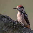    Buntspecht (Dendrocopos major)