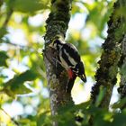 Buntspecht ( Dendrocopos major )