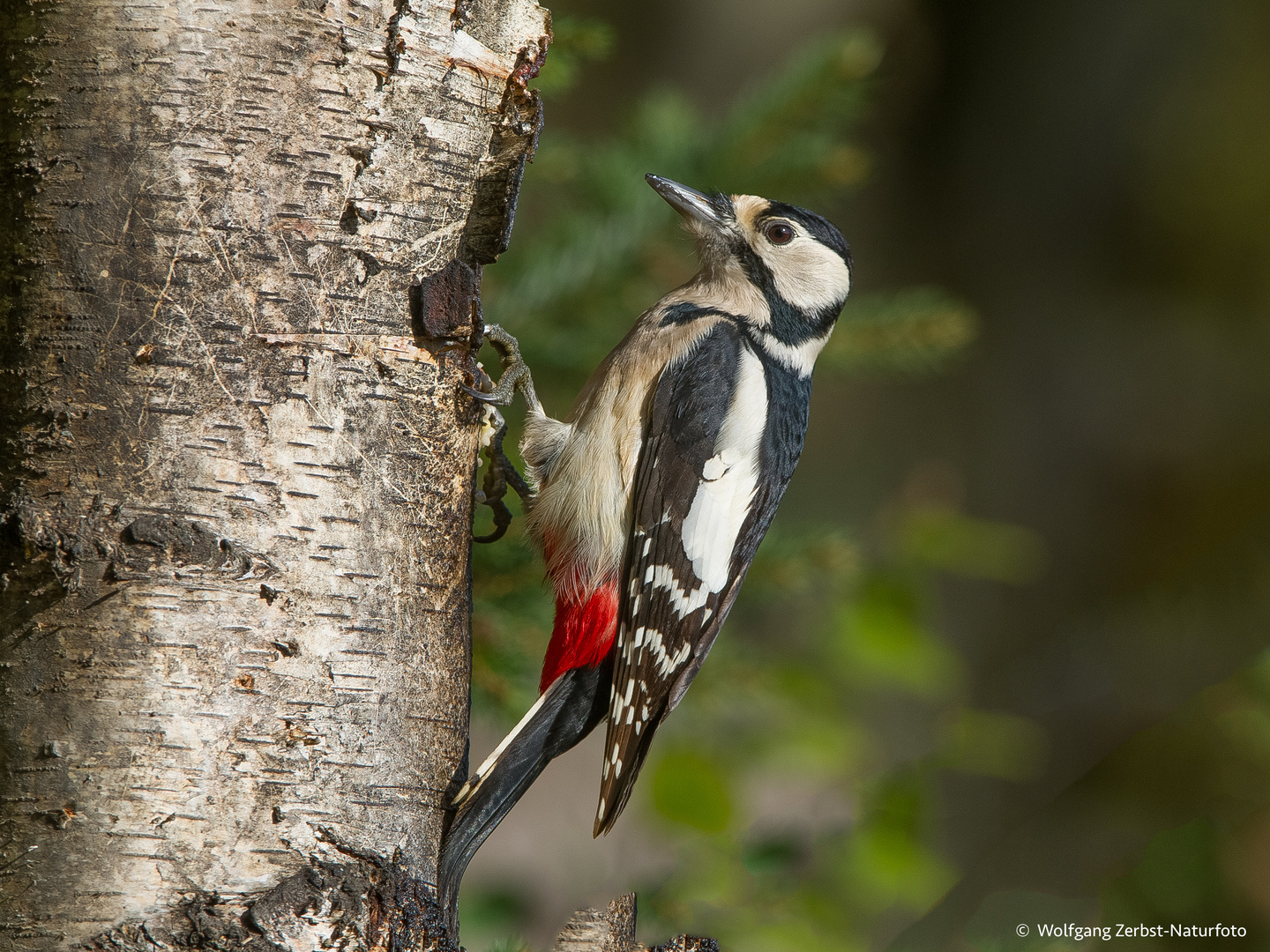 -- Buntspecht --  ( Dendrocopos major )