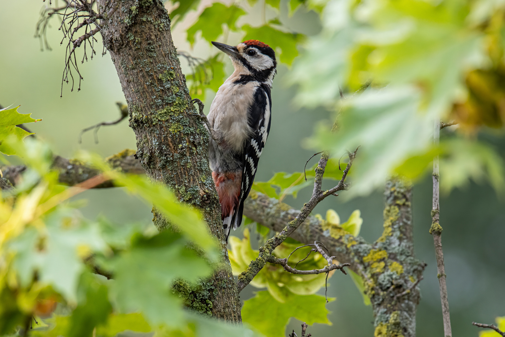 Buntspecht ( Dendrocopos major )