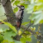 Buntspecht ( Dendrocopos major )