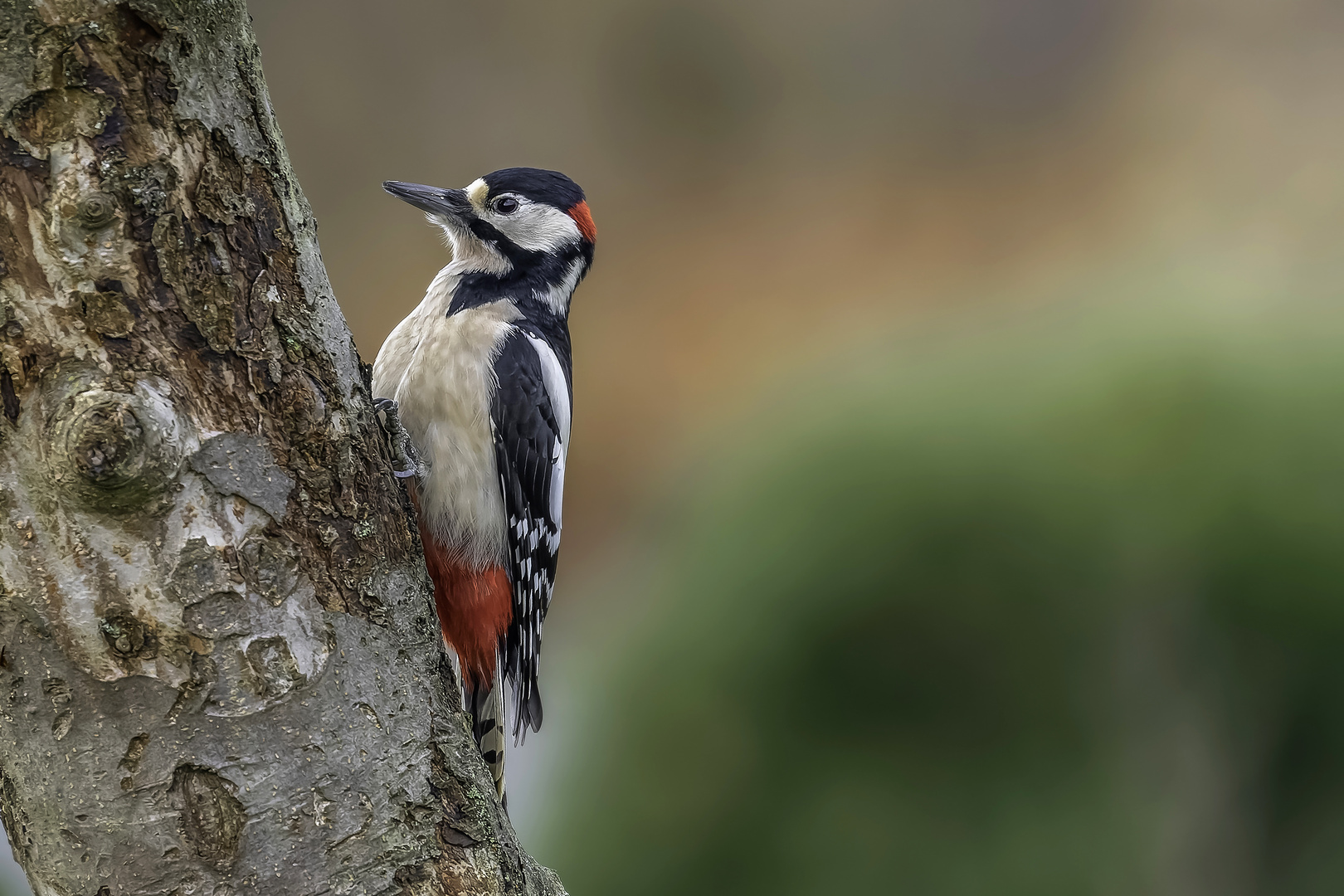 Buntspecht (Dendrocopos major)