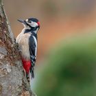 Buntspecht (Dendrocopos major)