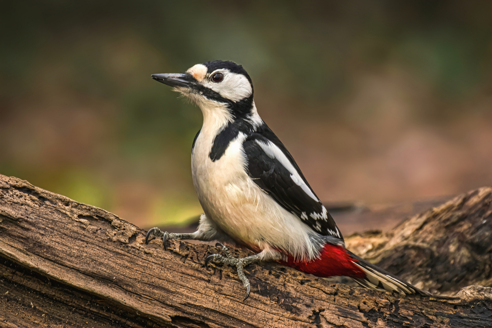 Buntspecht (Dendrocopos major) 