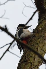 Buntspecht (Dendrocopos major)