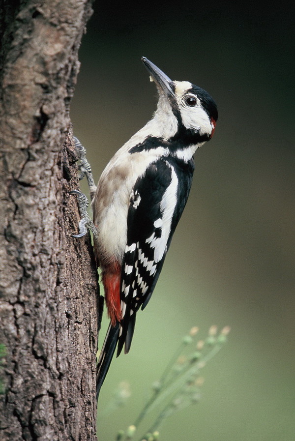 Buntspecht (Dendrocopos major)