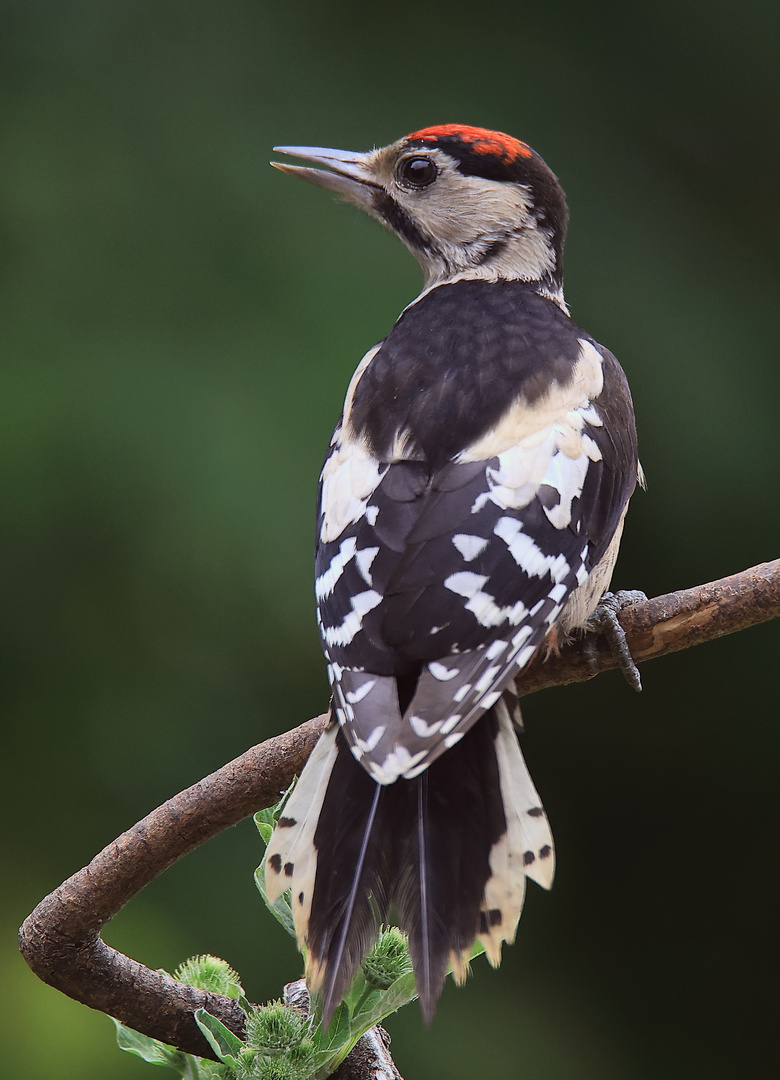 Buntspecht (Dendrocopos major)