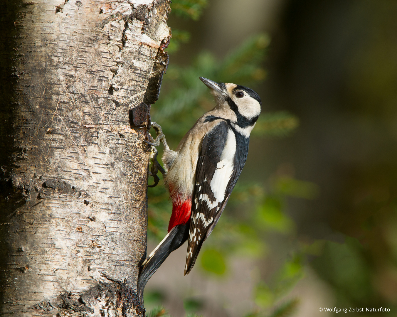 --- Buntspecht ---   ( Dendrocopos major )