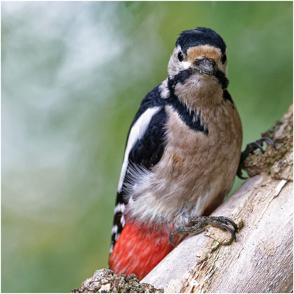 Buntspecht (Dendrocopos major)