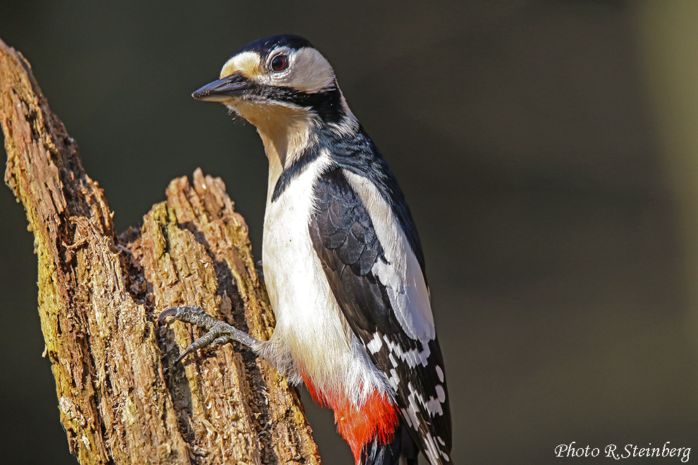 Buntspecht (Dendrocopos major)