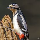 Buntspecht (Dendrocopos major)