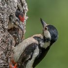 Buntspecht (Dendrocopos major)