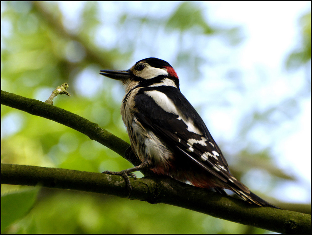 Buntspecht (Dendrocopos major)