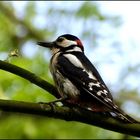 Buntspecht (Dendrocopos major)