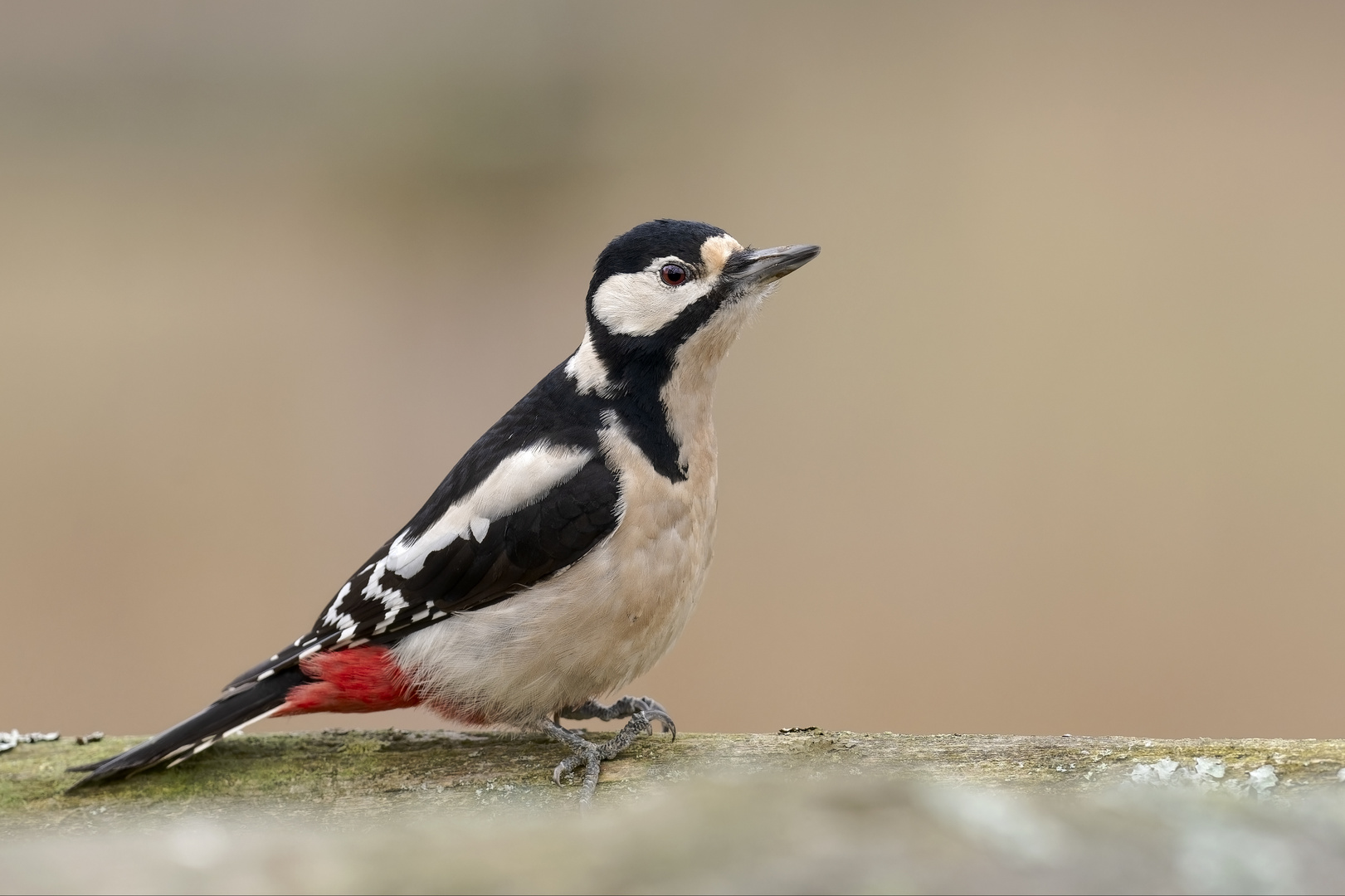 Buntspecht (Dendrocopos major)