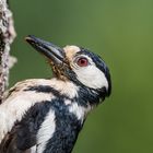 Buntspecht (Dendrocopos major)