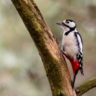 Buntspecht (Dendrocopos major) 