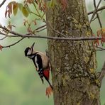 Buntspecht (Dendrocopos major) 