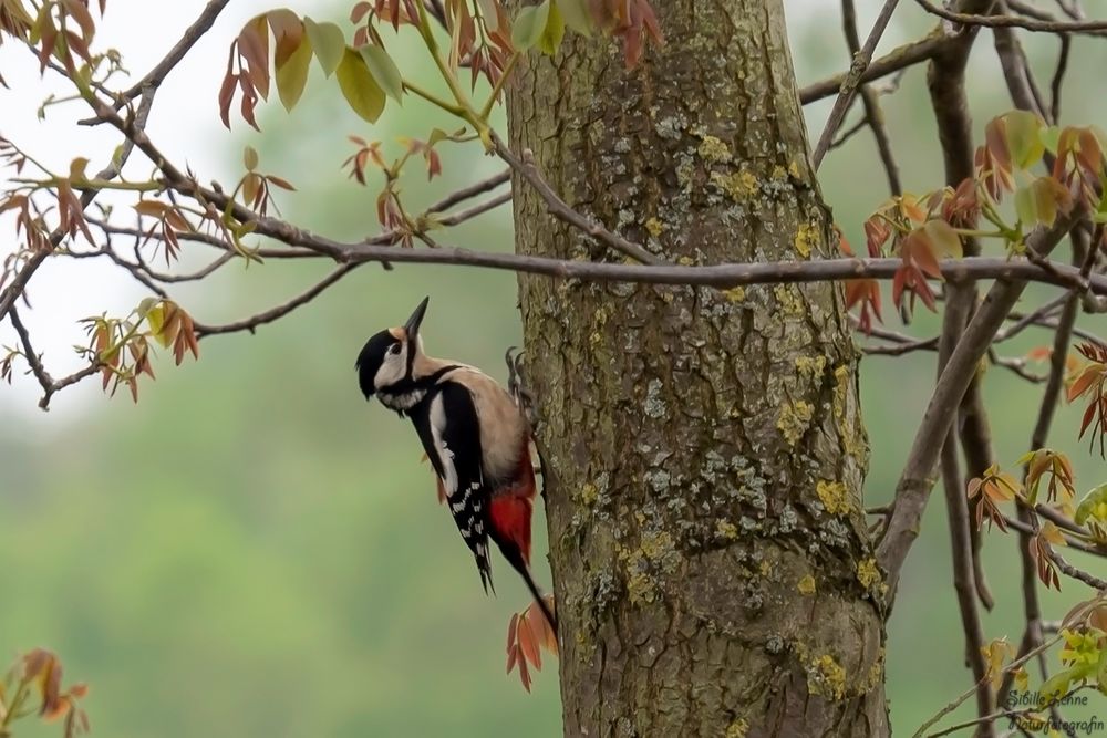 Buntspecht (Dendrocopos major) 