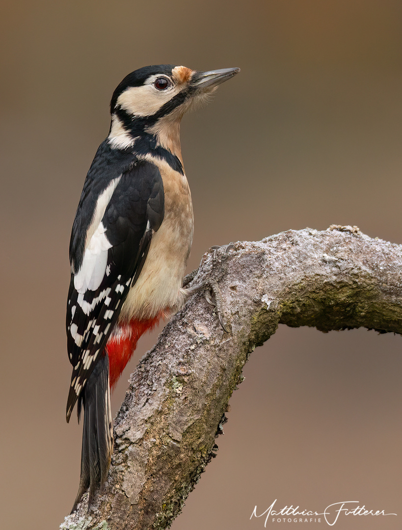 Buntspecht (Dendrocopos major) 