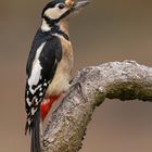 Buntspecht (Dendrocopos major) 