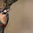 Buntspecht (Dendrocopos major)