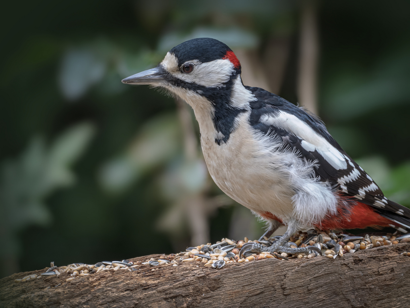  Buntspecht (Dendrocopos major)