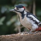  Buntspecht (Dendrocopos major)