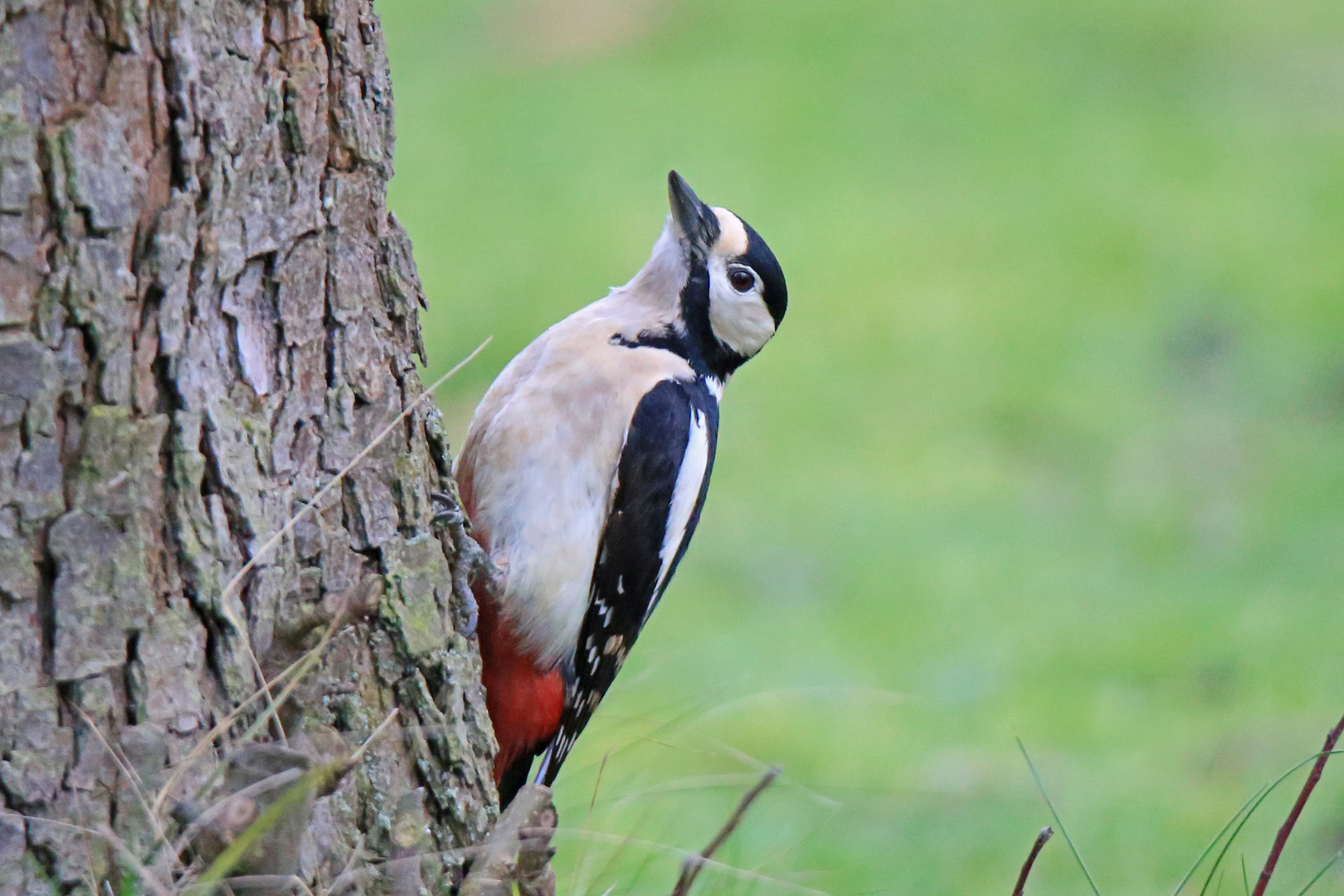 Buntspecht  (dendrocopos major)