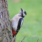 Buntspecht  (dendrocopos major)