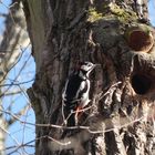 Buntspecht (Dendrocopos major)